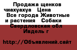 Продажа щенков чиахуахуа › Цена ­ 12 000 - Все города Животные и растения » Собаки   . Свердловская обл.,Ивдель г.